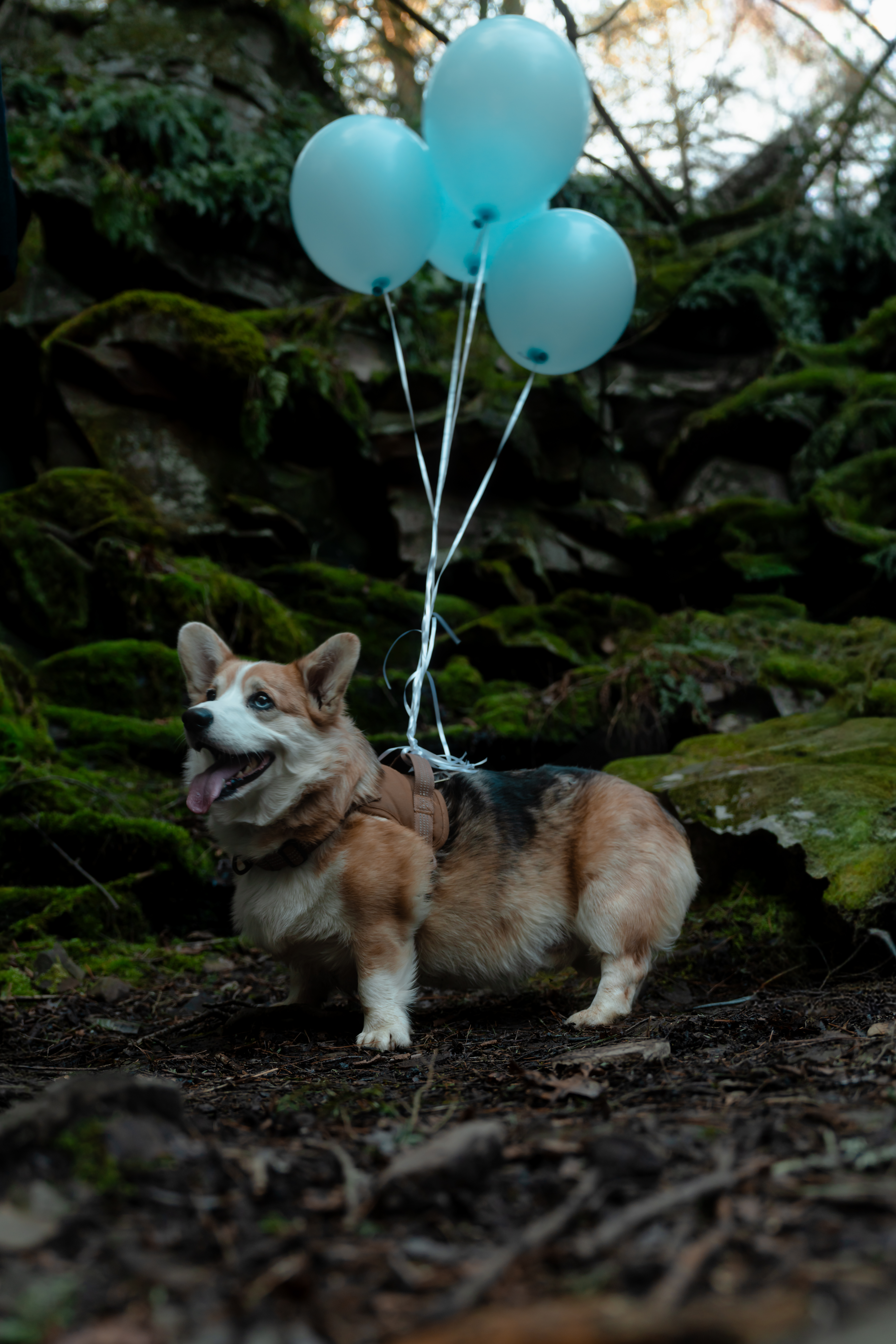 Pet portrait with balloons